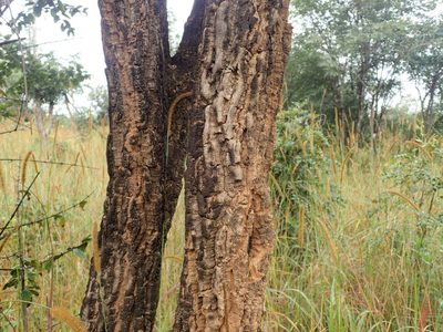 Strychnos cocculoides, photographed by Mahomed Desai