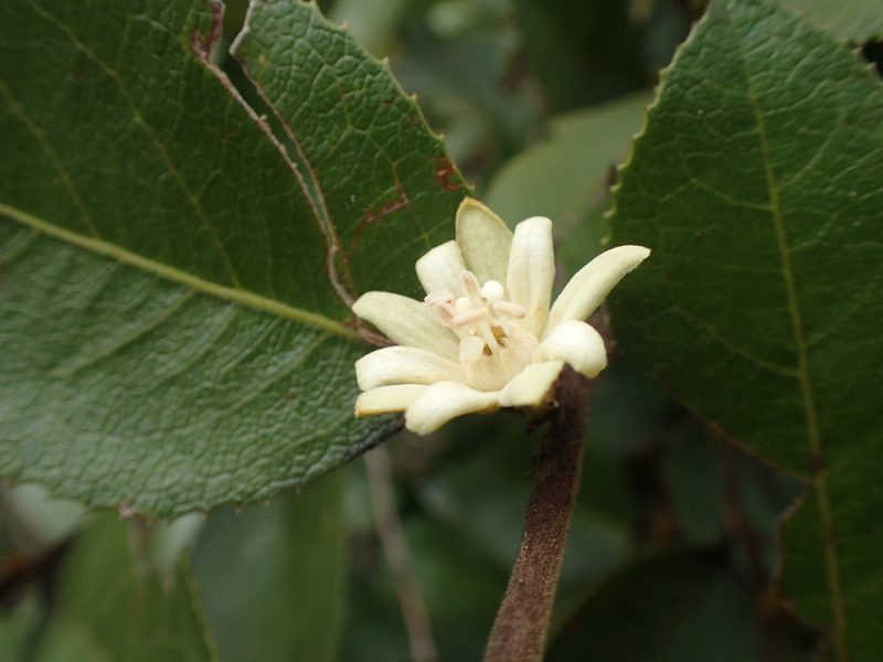Paropsia brazzaeana, photographed by Mahomed Desai