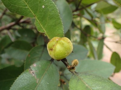Paropsia brazzaeana, photographed by Mahomed Desai
