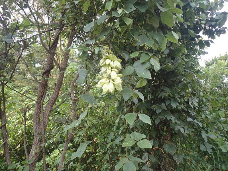 Mucuna poggei, photographed by Mahomed Desai