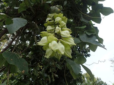 Mucuna poggei, photographed by Mahomed Desai