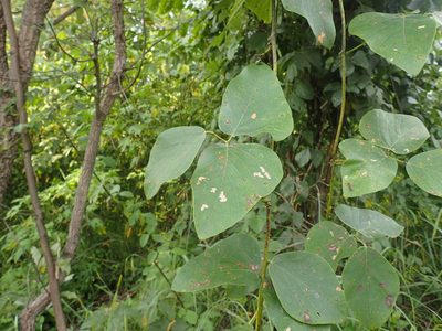 Mucuna poggei, photographed by Mahomed Desai