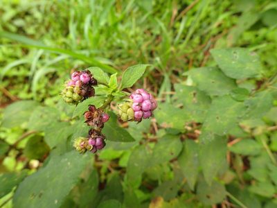 Lantana rugosa, photographed by Mahomed Desai