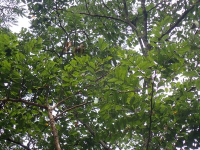 Pterocarpus angolensis, photographed by Mahomed Desai