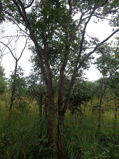 Pseudolachnostylis maprouneifolia, photographed by Mahomed Desai