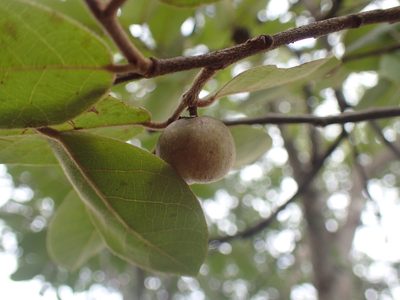Pseudolachnostylis maprouneifolia, photographed by Mahomed Desai