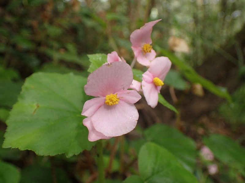 Begonia princeae, photographed by Mahomed Desai