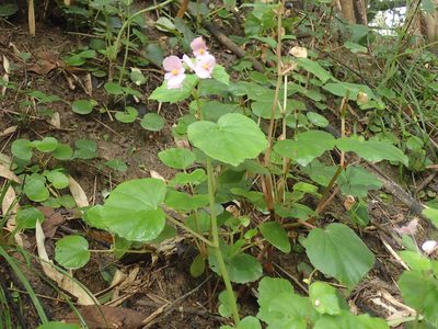 Begonia princeae, photographed by Mahomed Desai