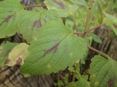 Coleus bojeri, photographed by Mahomed Desai