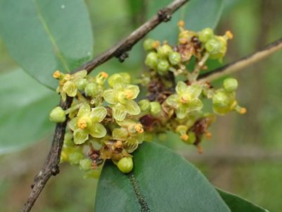 Salacia rhodesiaca, photographed by Mahomed Desai