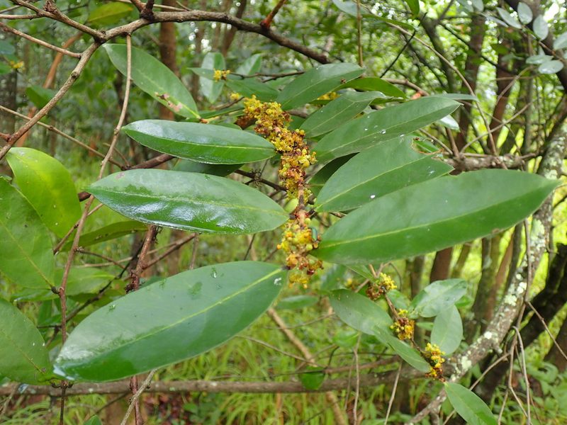 Salacia rhodesiaca, photographed by Mahomed Desai