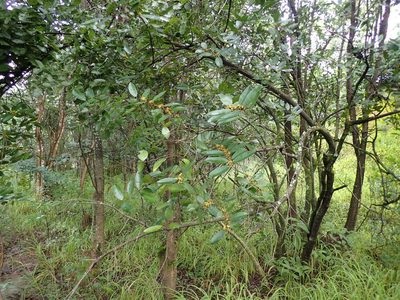 Salacia rhodesiaca, photographed by Mahomed Desai