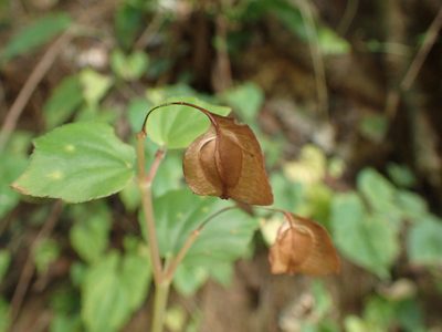 Begonia princeae, photographed by Mahomed Desai