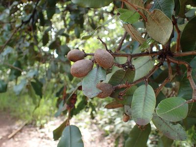 Parinari curatellifolia, photographed by Mahomed Desai