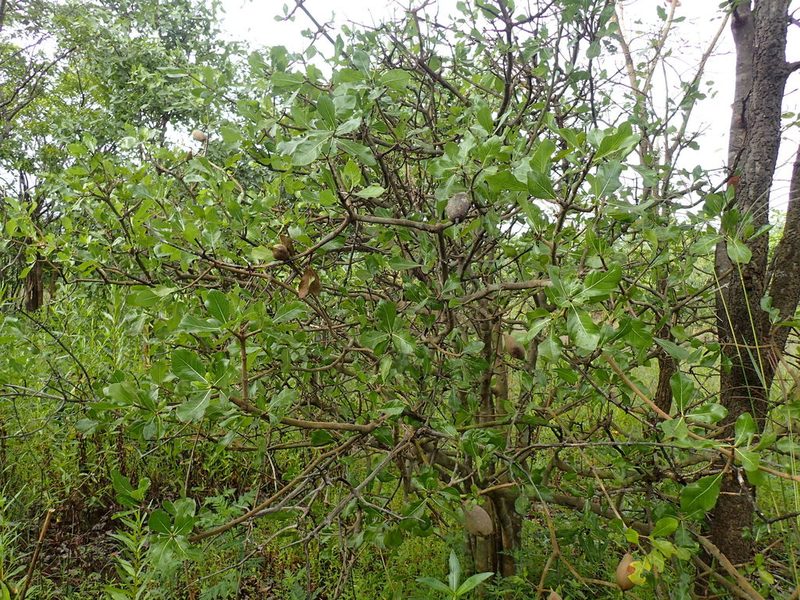Gardenia ternifolia, photographed by Mahomed Desai