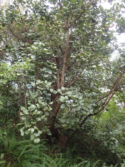 Erythrina abyssinica, photographed by Mahomed Desai
