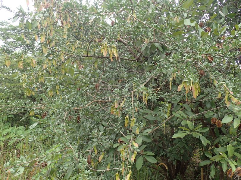 Securidaca longepedunculata, photographed by Mahomed Desai