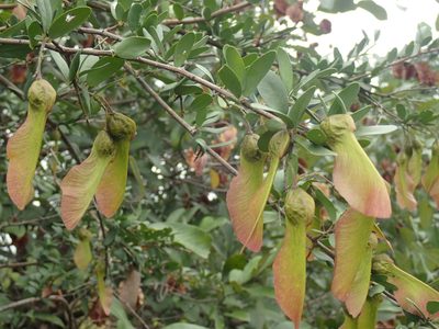 Securidaca longepedunculata, photographed by Mahomed Desai