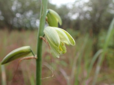 Albuca abyssinica, photographed by Mahomed Desai