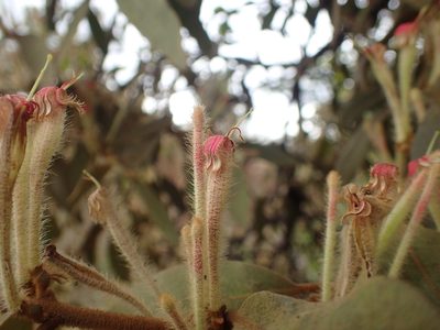 Phragmanthera eminii, photographed by Mahomed Desai