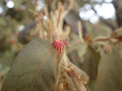 Phragmanthera eminii, photographed by Mahomed Desai