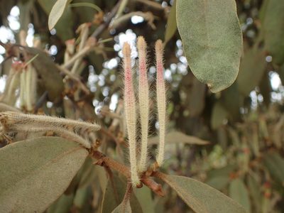 Phragmanthera eminii, photographed by Mahomed Desai