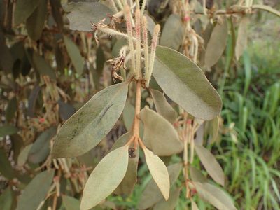 Phragmanthera eminii, photographed by Mahomed Desai