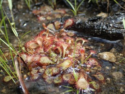 Drosera burkeana, photographed by Mahomed Desai