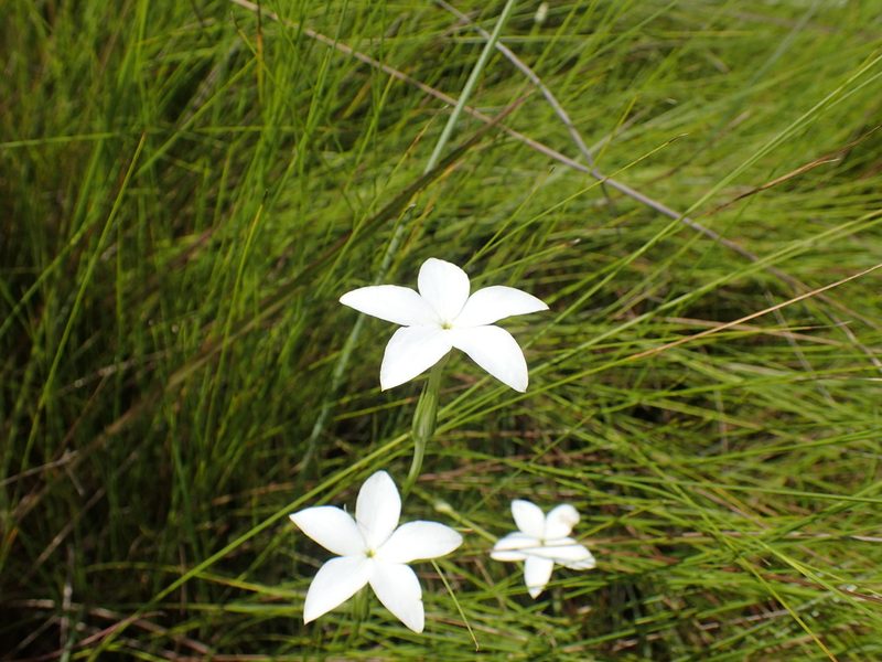 Exochaenium teuszii, photographed by Mahomed Desai