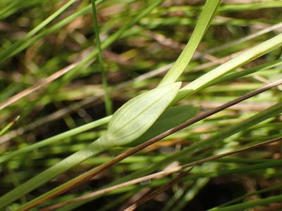 Exochaenium teuszii, photographed by Mahomed Desai