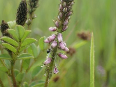 Indigofera longebarbata, photographed by Mahomed Desai