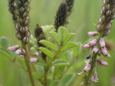 Indigofera longebarbata, photographed by Mahomed Desai