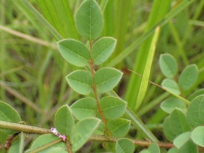 Indigofera longebarbata, photographed by Mahomed Desai