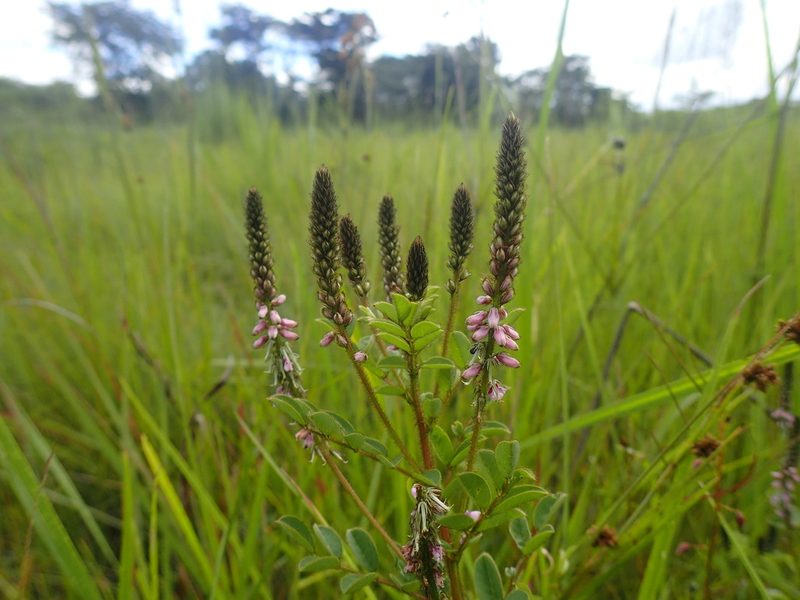 Indigofera longebarbata, photographed by Mahomed Desai