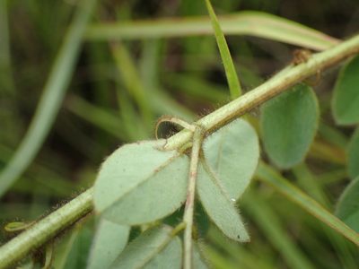 Indigofera longebarbata, photographed by Mahomed Desai