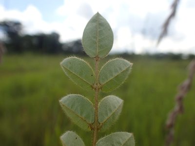 Indigofera longebarbata, photographed by Mahomed Desai