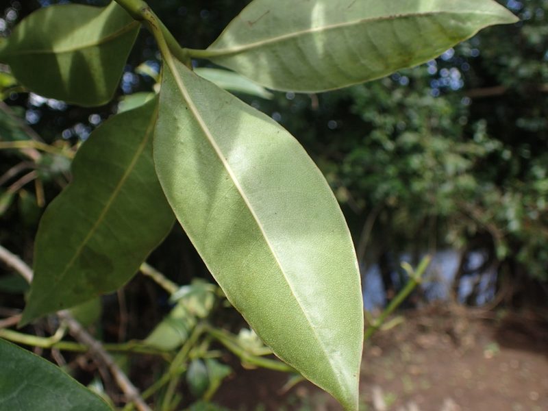 Psychotria succulenta, photographed by Mahomed Desai