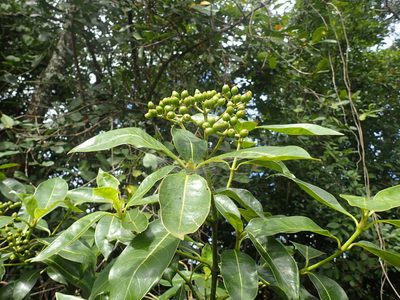 Psychotria succulenta, photographed by Mahomed Desai