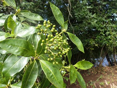 Psychotria succulenta, photographed by Mahomed Desai
