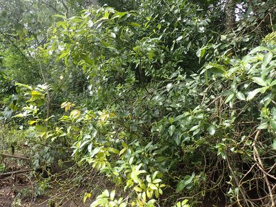 Psychotria succulenta, photographed by Mahomed Desai