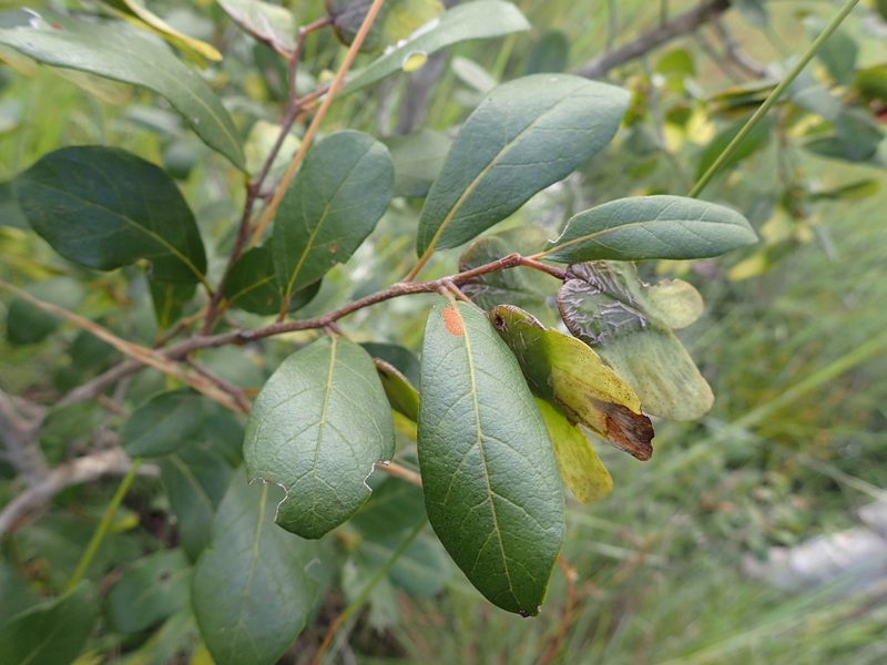 Hymenocardia acida, photographed by Mahomed Desai