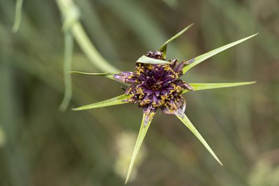 Tragopogon coelesyriacus, photographed by Eleftherios Katsillis