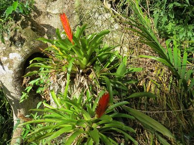 Vriesea paraibica, photographed by Victor Farjalla Pontes