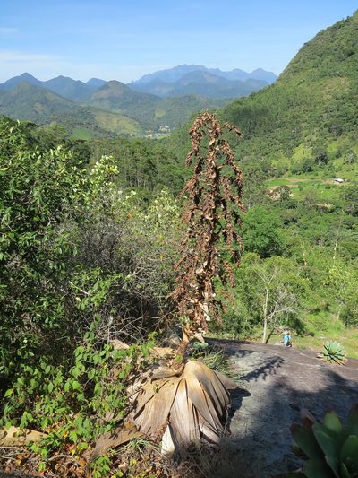 Alcantarea imperialis, photographed by Victor Farjalla Pontes