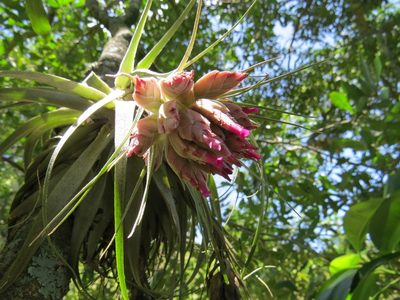 Tillandsia gardneri, photographed by Victor Farjalla Pontes