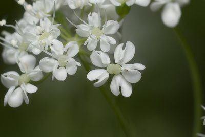 Scaligeria napiformis, photographed by Eleftherios Katsillis