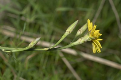 Pseudopodospermum elatum, photographed by Eleftherios Katsillis