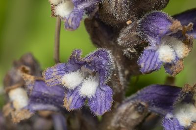 Orobanche nana, photographed by Eleftherios Katsillis