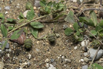 Medicago turbinata, photographed by Eleftherios Katsillis