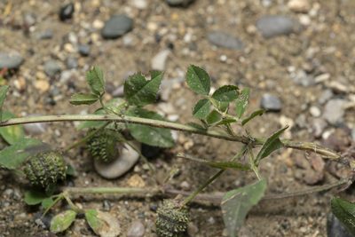 Medicago turbinata, photographed by Eleftherios Katsillis
